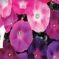Morning Glory Flower Seeds, Choice Mixed Colors
