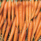 Carrot Seeds, Tendersweet