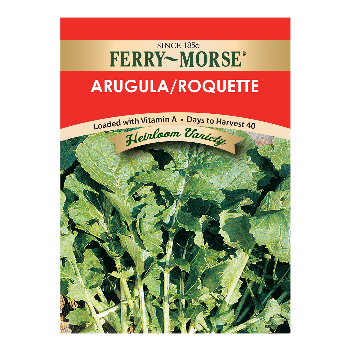 Arugula Roquette Seeds, Heirloom