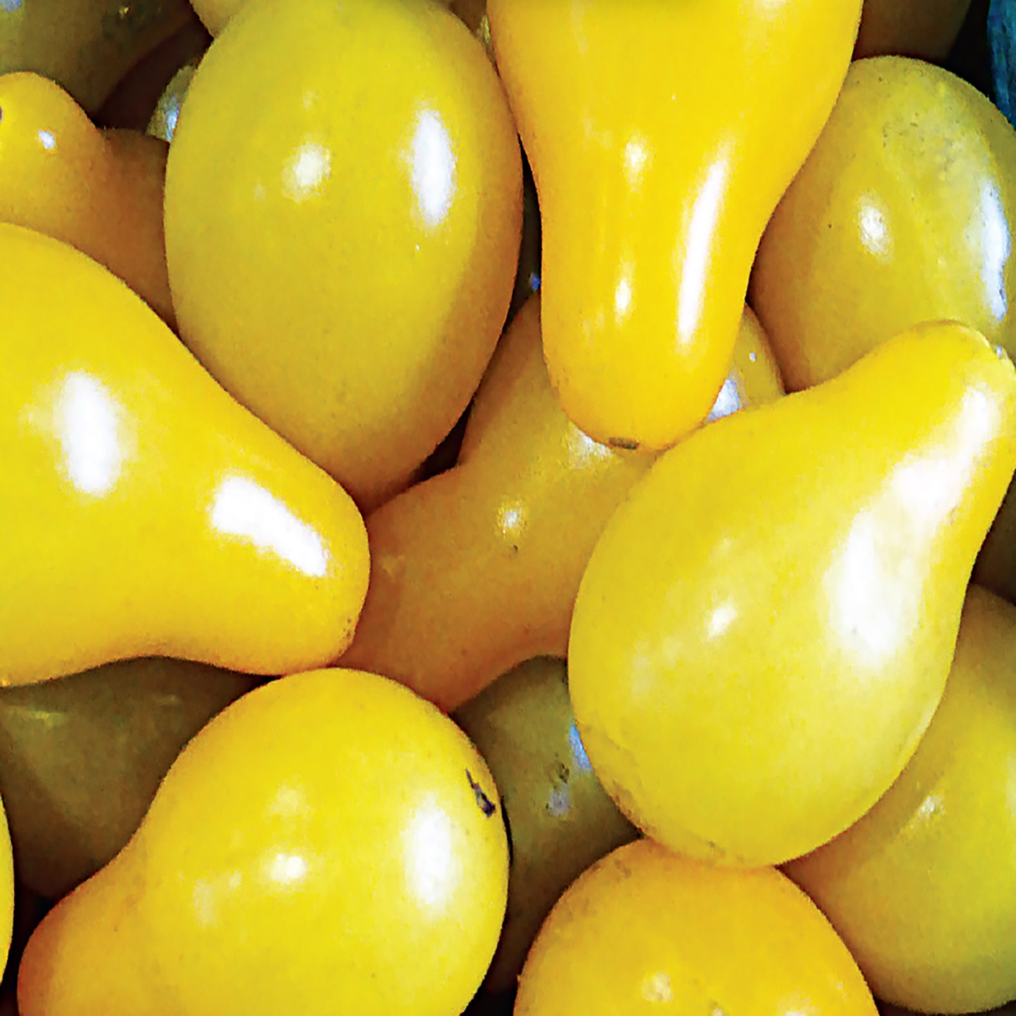 Tomato Seeds, Yellow Pear
