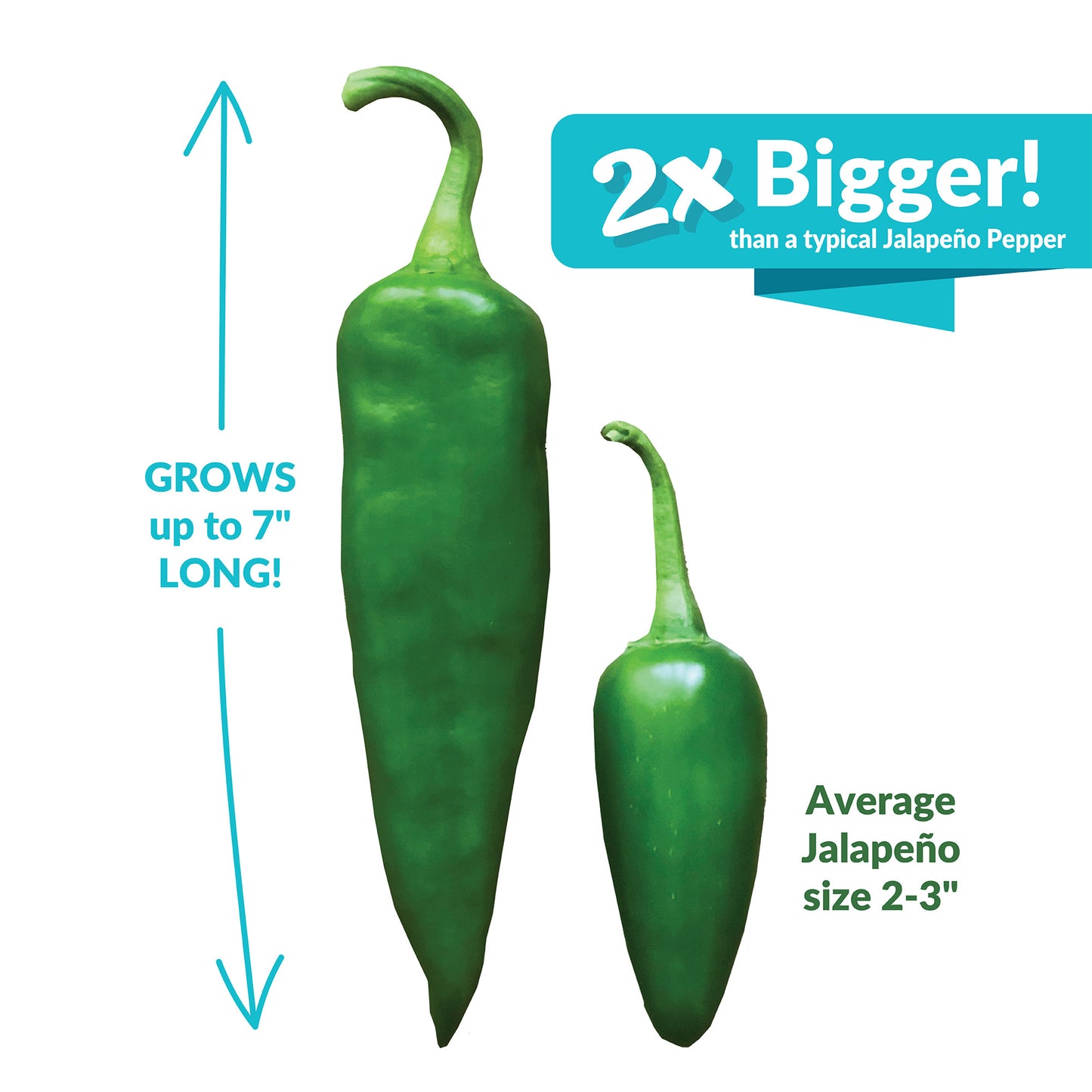 Super Nacho Jalapeno Pepper Seeds, Hot