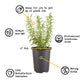 Viola Sorbet Harvest Mix Plantlings Plus Live Baby Plants 4in. Pot, 2-Pack