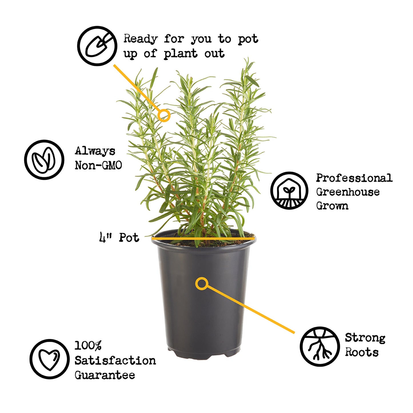 Catnip Plantlings Plus Live Baby Plants 4in. Pot, 2-Pack
