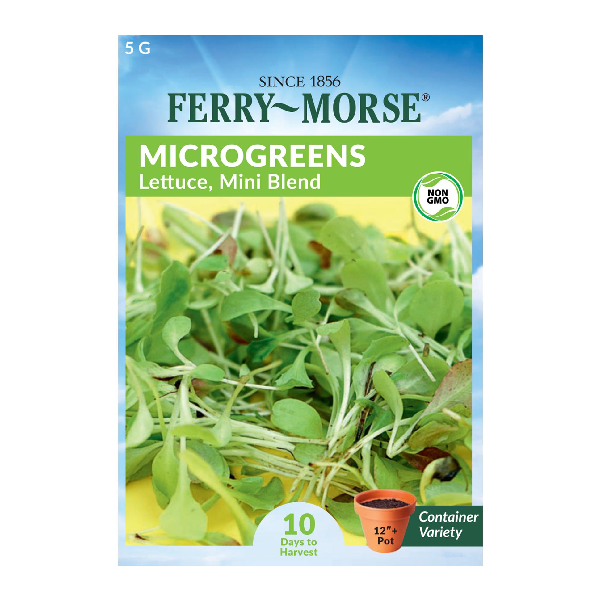 Mini Blend Lettuce Microgreens Seeds_blend contains mix of red and green mini lettuce varieties. Picture shows Mini Blend Lettuce sprouts.