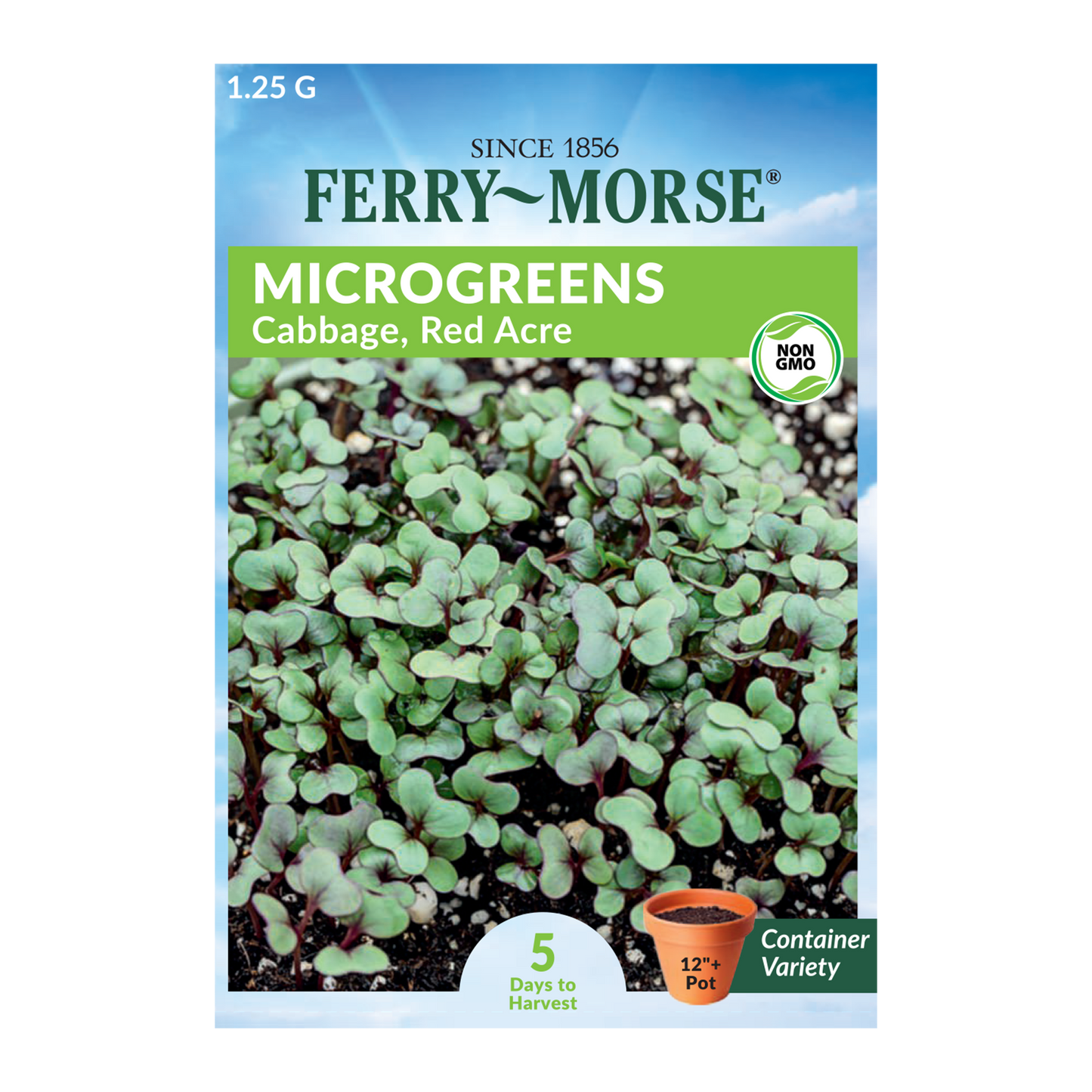 Red Acre Cabbage Microgreen Seeds Front of seed packet with picture of sprouting cabbage microgreens and days to harvest information: 5 Days to Harvest!