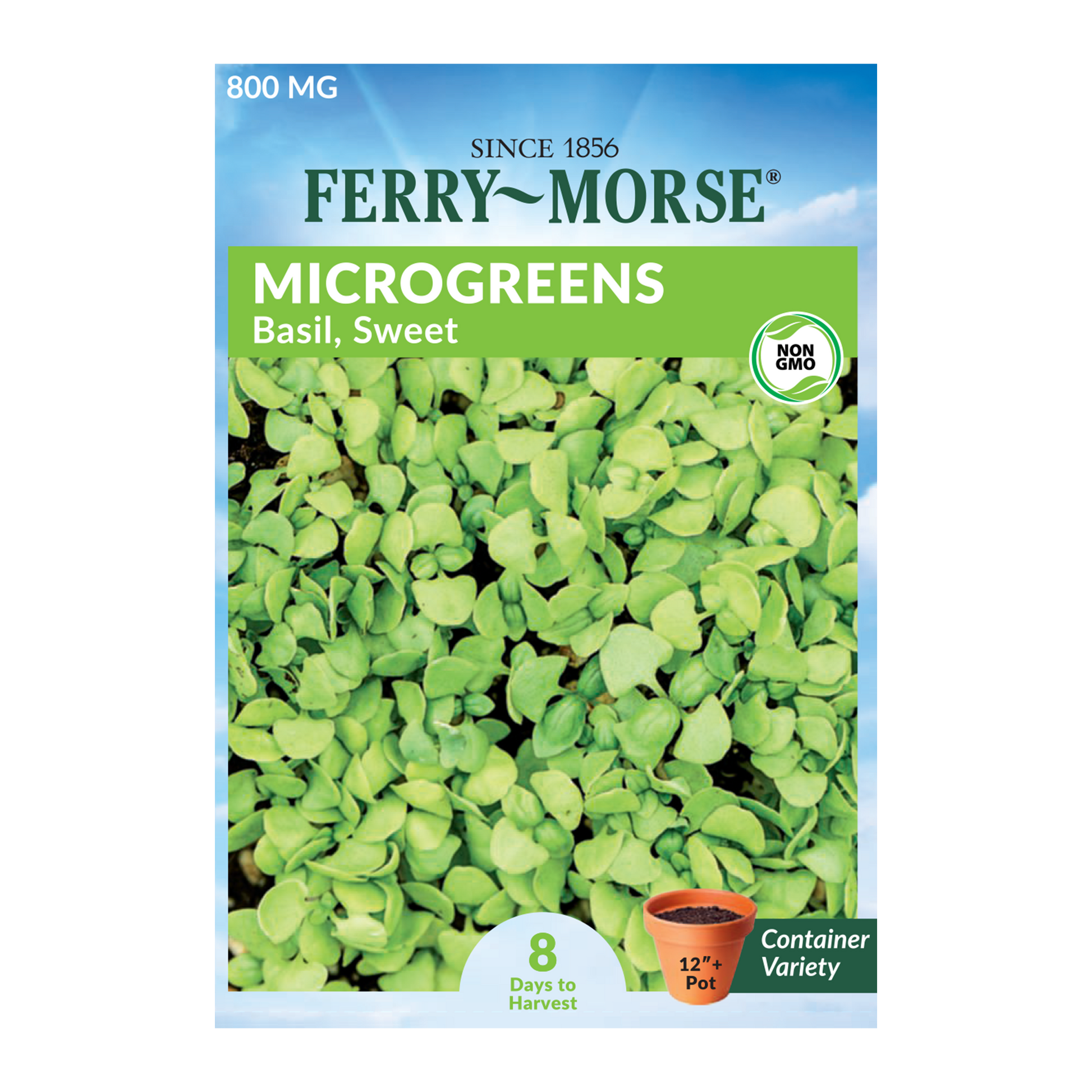 Green paddle-shaped leaves of Sweet Basil Microgreens when fully mature.