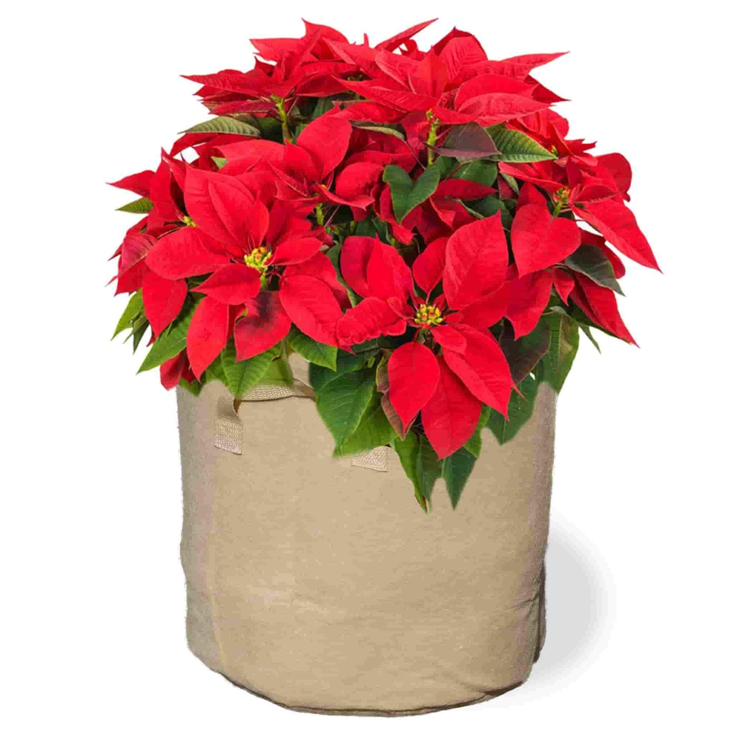 Flexi Pot Poinsettias