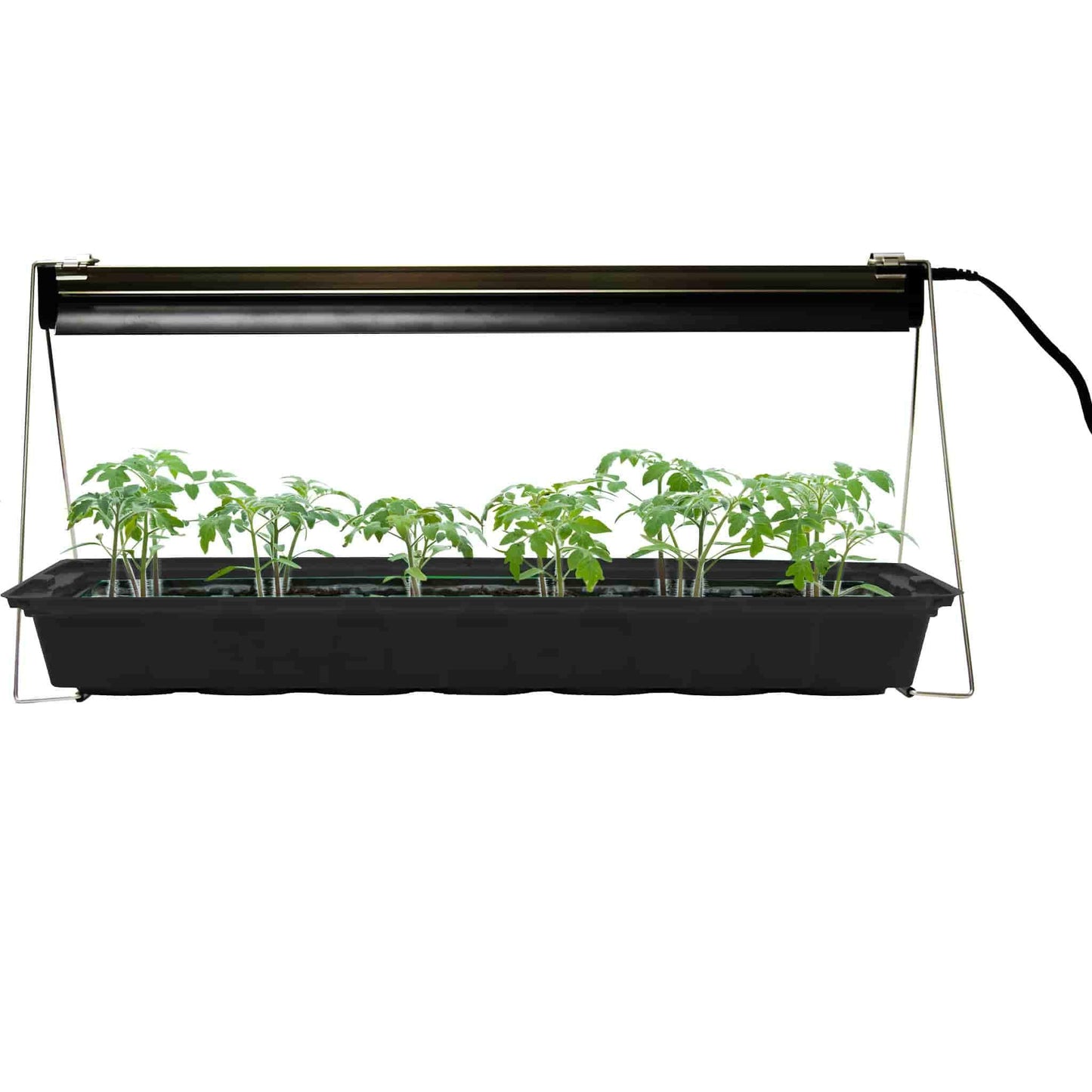 Ferry-Morse Grow Light With Seedlings
