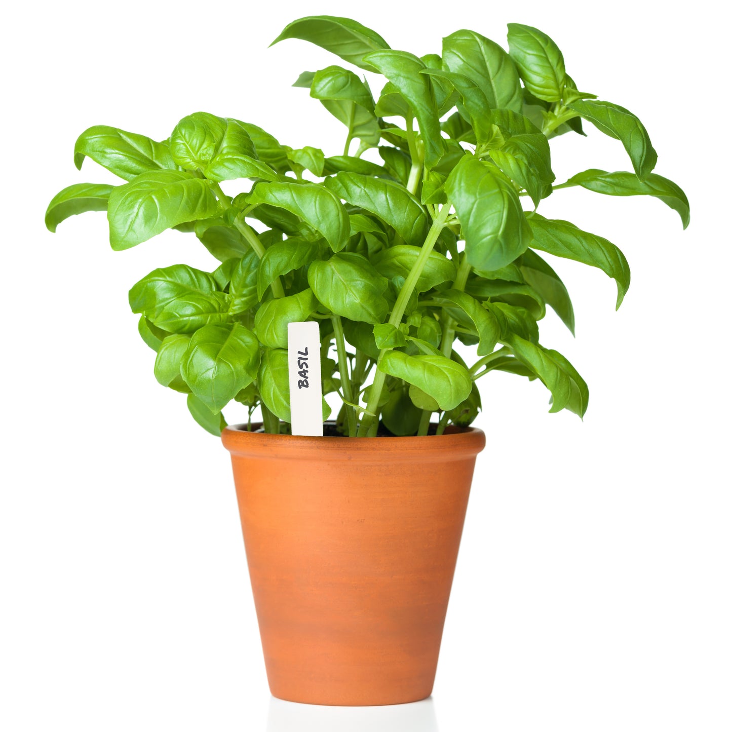 A picture of the 5 inch reusable plant marker in use, tucked inside of a basil plant container.