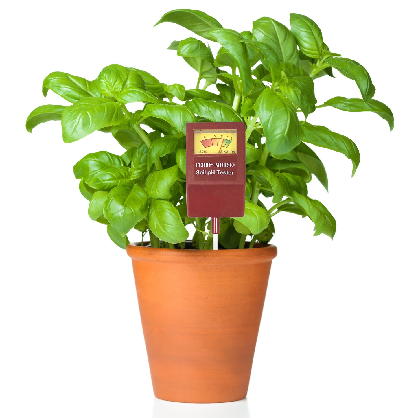 Soil pH Tested in a potted basil plant