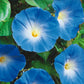 Beautiful Blue Morning Glory Flowers blossoming on a lush green vine_blue morning glory seeds from Ferry Morse