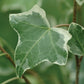English Ivy Glacier Plantlings Live Baby Plants 1-3in., 6-Pack