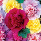 Chaters Double Hollyhock seeds_image shows matured plant with blooming hollyhock flowers in pink, dark pink and yellows.