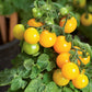 Hybrid Yellow Cherry Tomato Plantlings from Ferry Morse Home Gardening, close-up of tomatoes on vine