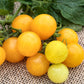 Hybrid Yellow Cherry Tomato Plantlings from Ferry Morse Home Gardening, close-up of tomatoes on vine ready to be harvested.