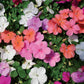 Impatiens Dwarf Mixed Colors Flower Seed