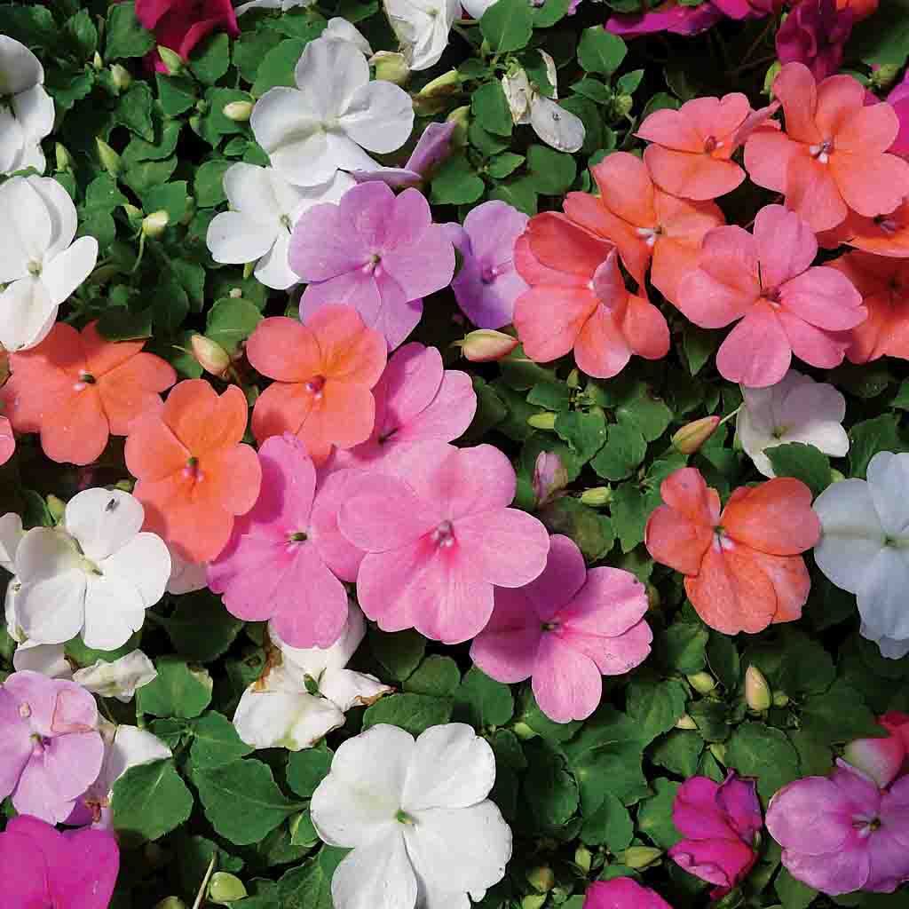 Impatiens Dwarf Mixed Colors Flower Seed