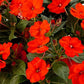 Impatiens Exotic Sunpatiens Compact Orange Electric Plantlings Live Baby Plants 1-3in., 6-Pack
