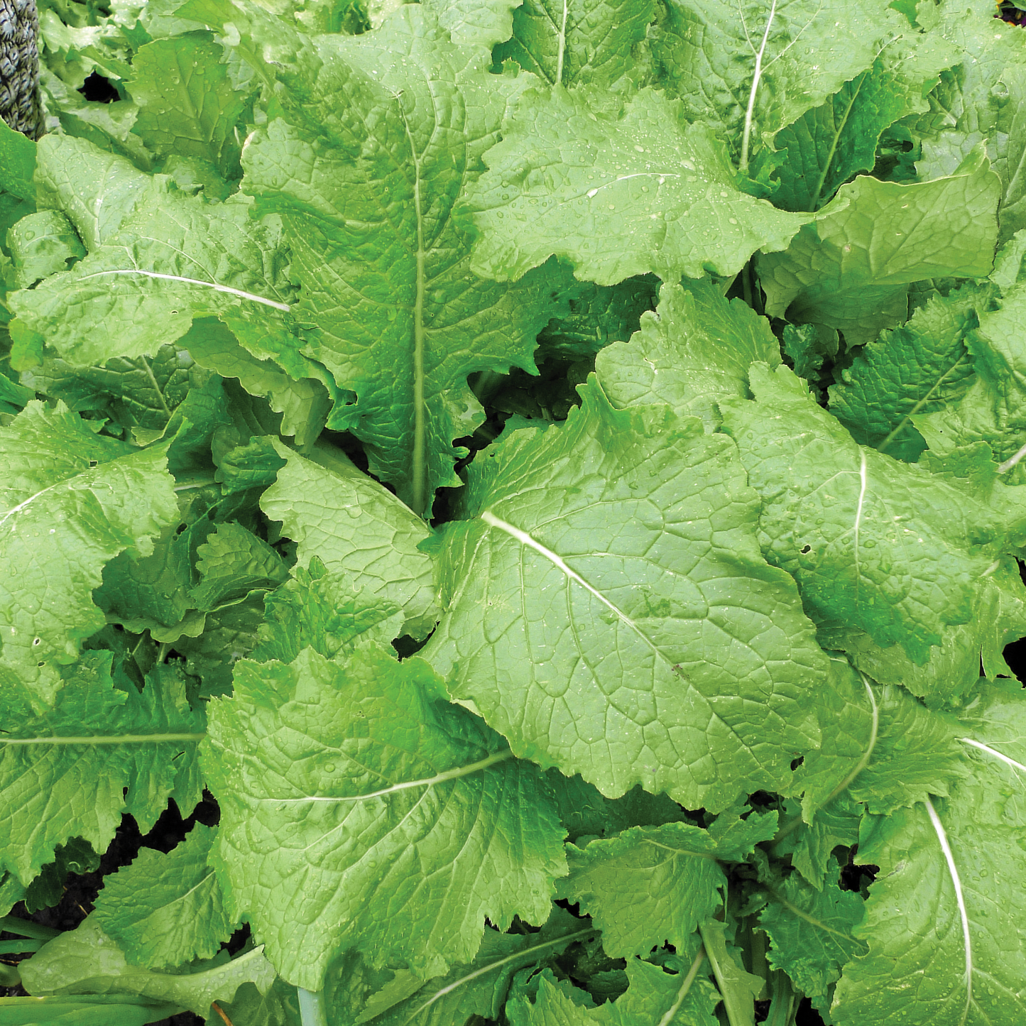 India Florida Broad Leaf Mustard seeds fully matured and harvested.