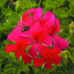 Mini Casacade Red Geraniums blooming vibrantly against their green foliage. A mature geranium. Does not depict plantlings as they are delivered.