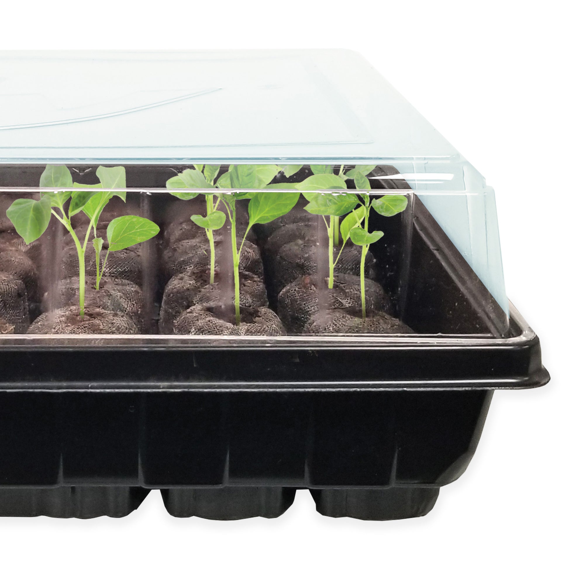After you have sown your seeds, which are not included in this greenhouse, you can then place the clear humidity dome on top of the tray. Soon enough you will have young and healthy seedlings sprouting through the pellets!