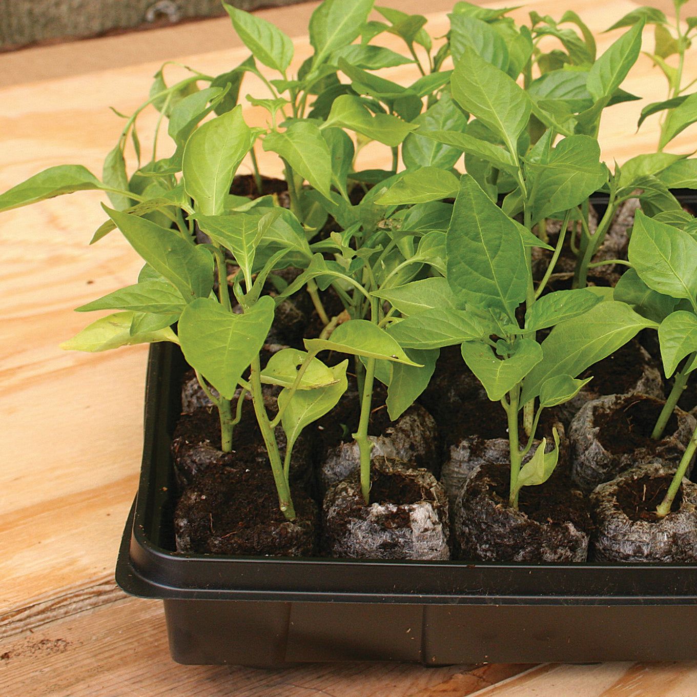Photo of growing young healthy plants growing out of Jiffy peat pellets, ready to be transplanted.
