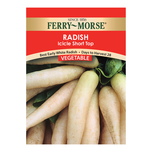 Radish Seeds, Icicle Short Top