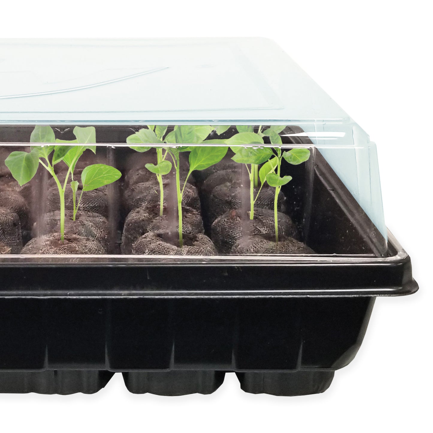 A depiction of healthy young seedlings sitting inside of a Jiffy greenhouse, best practice is to prop open side of greenhouse once all seeds have sprouted.