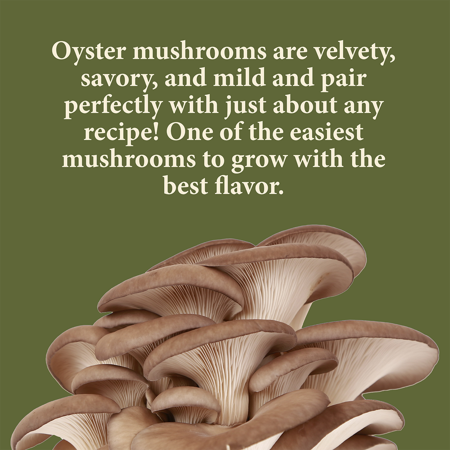 Seeds of Change Organic Mushroom Oyster Grow Kit