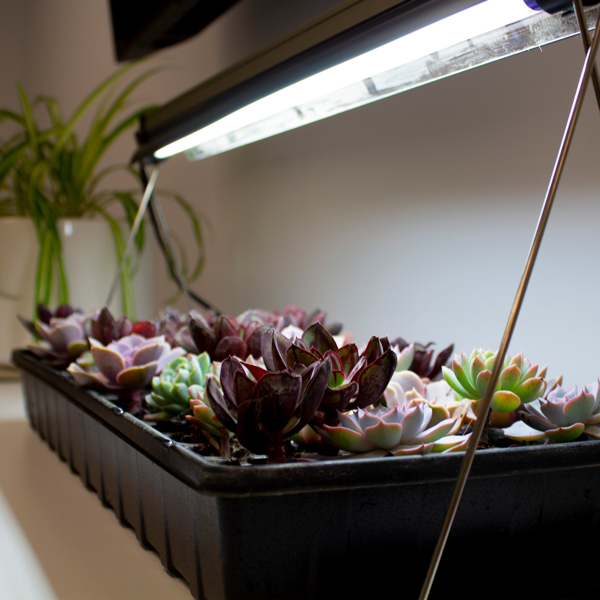 Lifestyle shot of the Ferry Morse grow light with stand in use to encourage growth for some fun little succulents!