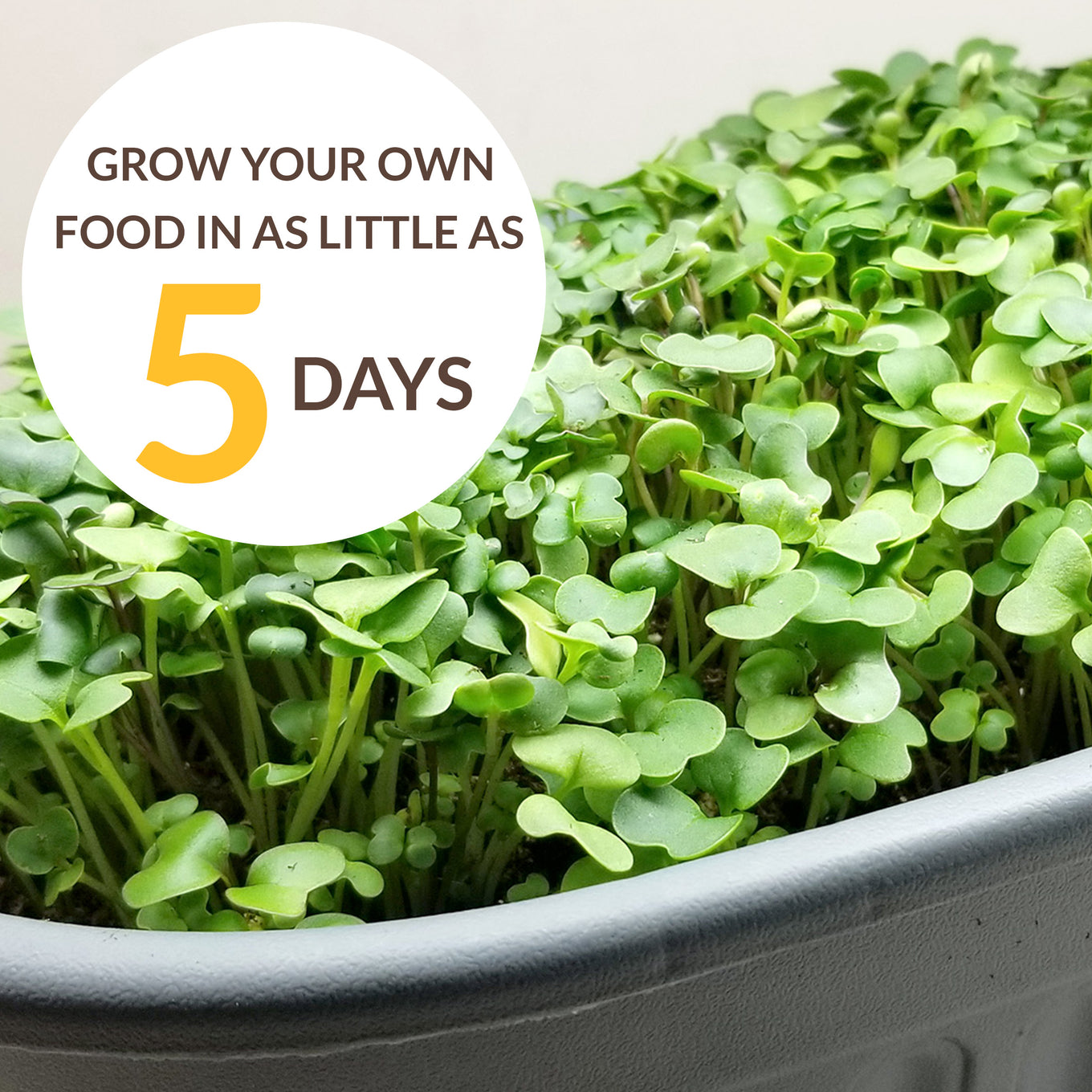 Microgreens Seeds Growing Kit - grow your own food in as little as five days!