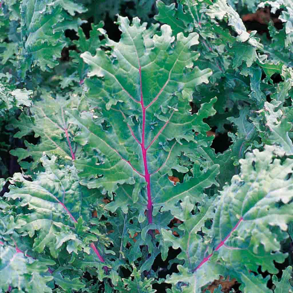 Red Russian Kale Seeds fully grown and ready for harvesting. Appetizing green leaves with a purplish-red stem.