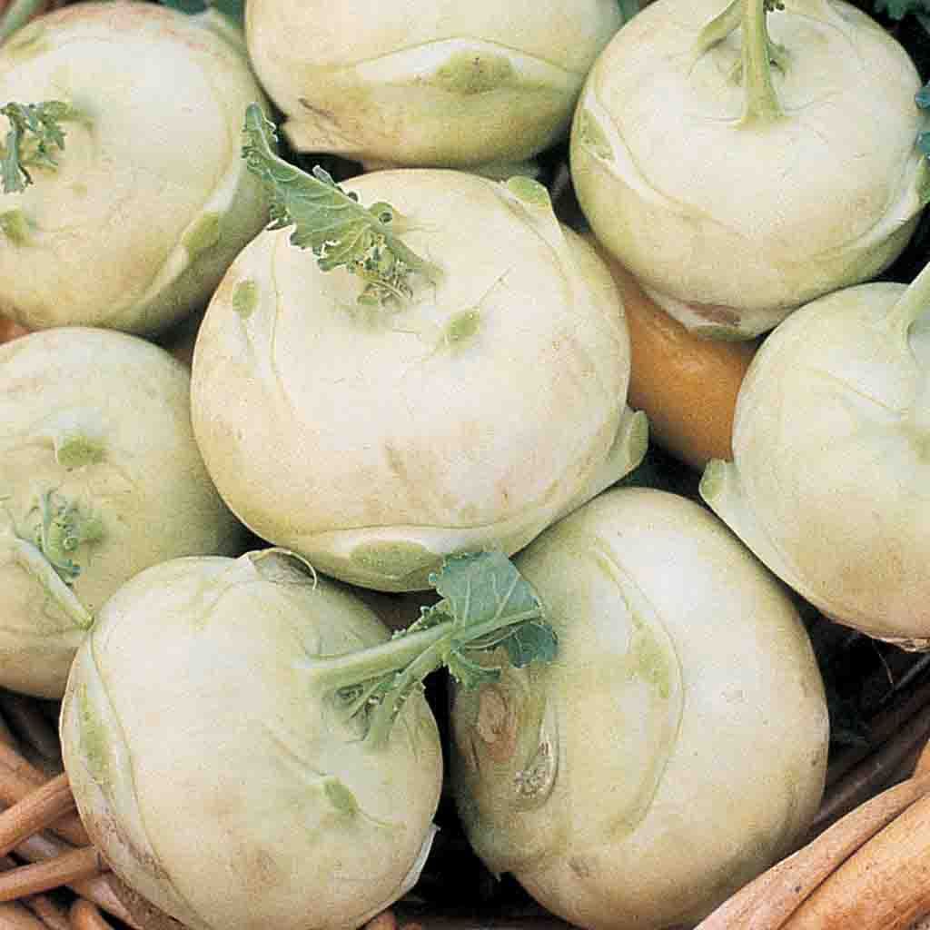 Early White Vienna Kohlrabi seeds matured and freshly harvested sitting in a wicker basket.