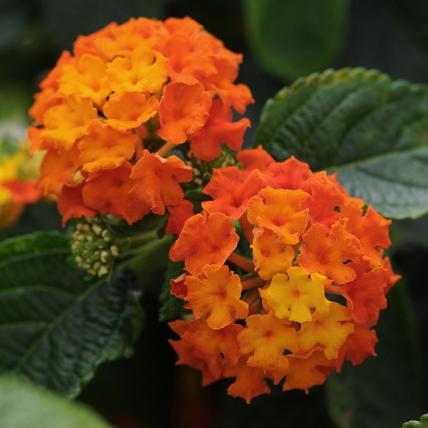 Lantana Lucky™ Flame Plantlings Live Baby Plants 1-3in., 6-Pack