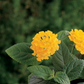 Lantana Lucky™ Pot Of Gold Plantlings Live Baby Plants 1-3in., 6-Pack