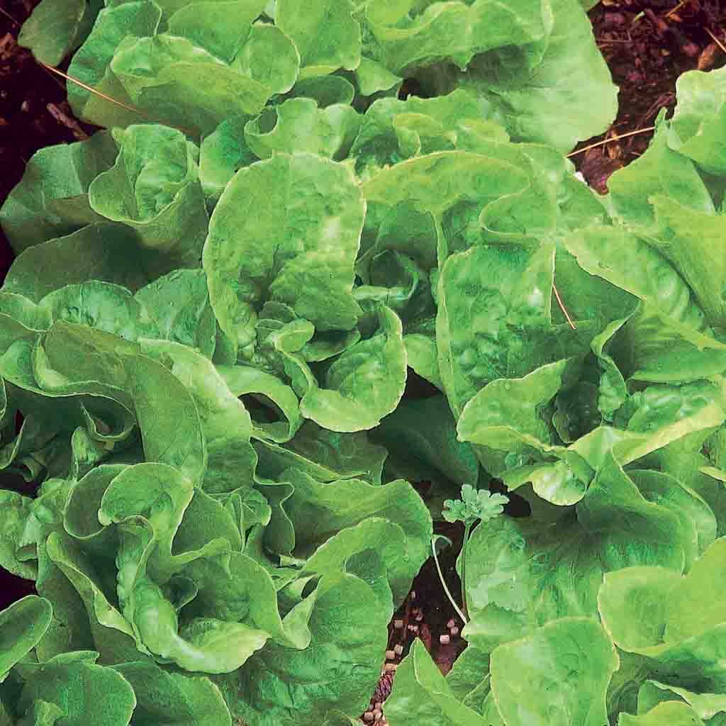 Bibb Lettuce seeds from Ferry Morse seeds, picture shows a beautiful, somewhat loose leafed Bibb Lettuce head ready to be harvested.