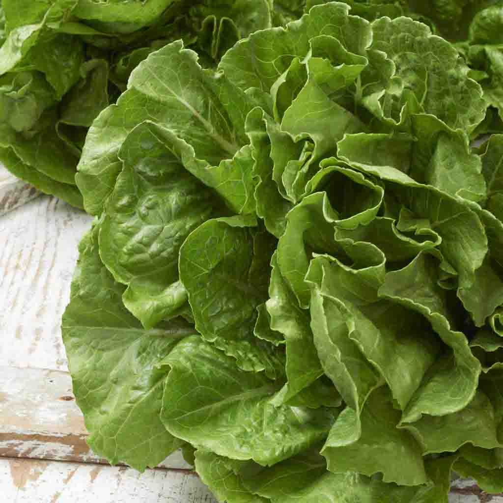 Non-GMO Buttercrunch Lettuce Seeds from Ferry Morse