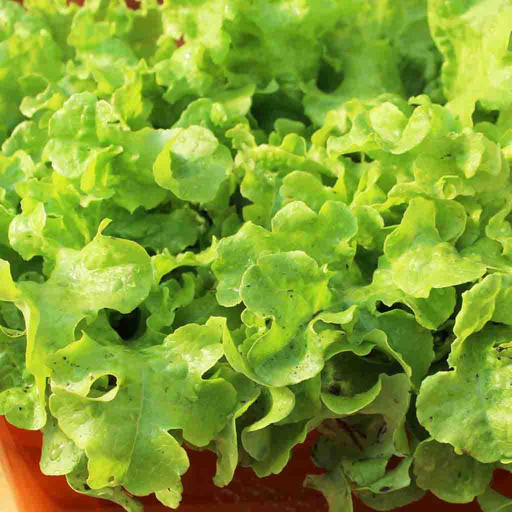 Grand Rapids Lettuce Seeds fully grown, matured and harvested from Ferry Morse Home Gardening