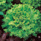 Great Lakes #118 Lettuce seeds, a crisp head lettuce variety freshly harvested and ready for your salad.