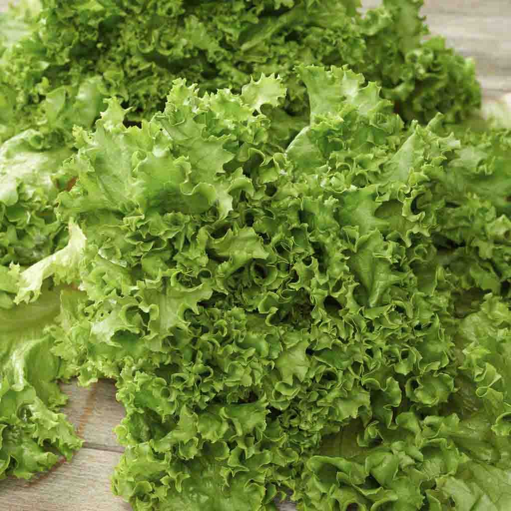 Green Salad Bowl Lettuce seeds fully grown, matured and harvested. Picture shows beautiful, tightly ruffled green salad leaves close-up.