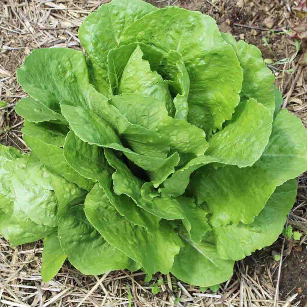Parris Island Cos Lettuce Seeds from Ferry Morse fully grown and fresh, ready for harvesting.