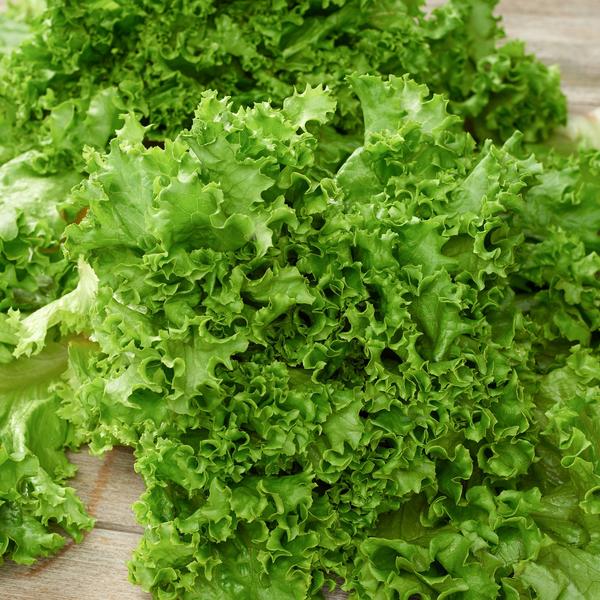 Salad Bowl Lettuce fully matured and harvested.