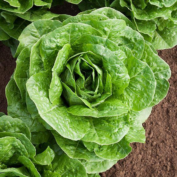 Paris Island Cos Lettuce matured and ready for harvest.
