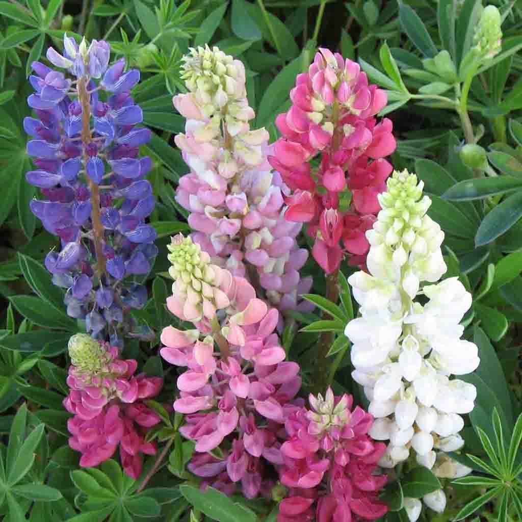 Lupine Mixed Colors Plantlings Plus Live Baby Plants 4in. Pot, 2-Pack