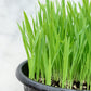 Catgrass Seeds Online Edition