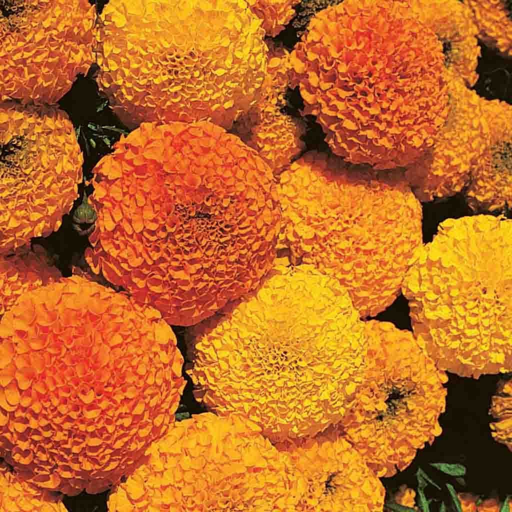 Marigold Crackerjack Mixed Colors Flower Seeds, fully matured and blooming beautiful colors of orange and yellow. Ferry Morse