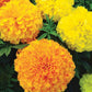 Marigold Seeds, Our Best Flower Mix