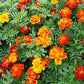 Beautiful French Double Dwarf Marigold Flowers in full blooms of oranges, yellows and reds. Ferry Morse Marigold seeds.