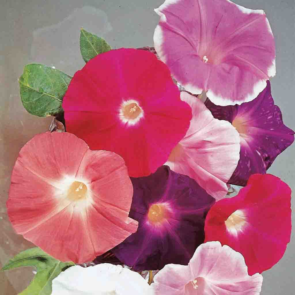 Giant Mixed Colors Morning Glory seeds_image shows mature flower with beautiful blooms of red and blue shades (looks almost pink and purple).