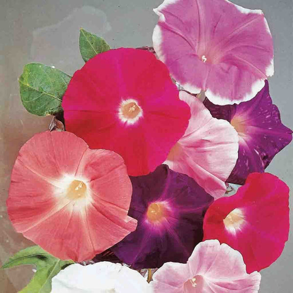 Morning-Glory-Giant-Mixed-